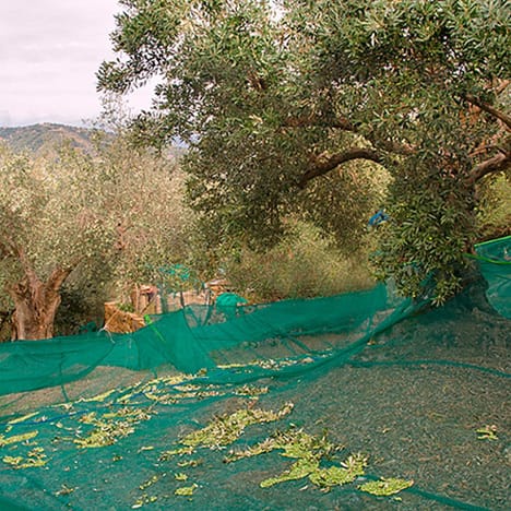 Gli ulivi e i frutti depositati nelle reti di raccolta antistrappo