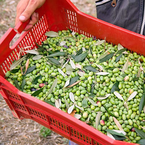 Le olive depositate nelle cassette forate prima di essere portate al frantoio