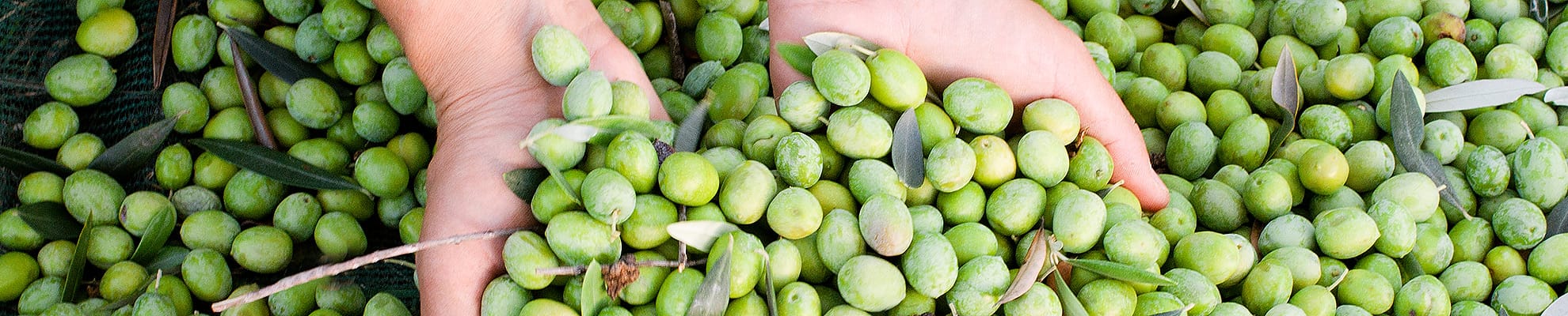 Le olive raccolta a mano