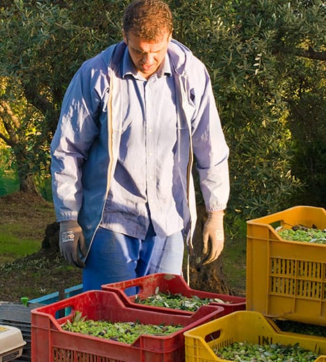 Le olive raccolta a mano